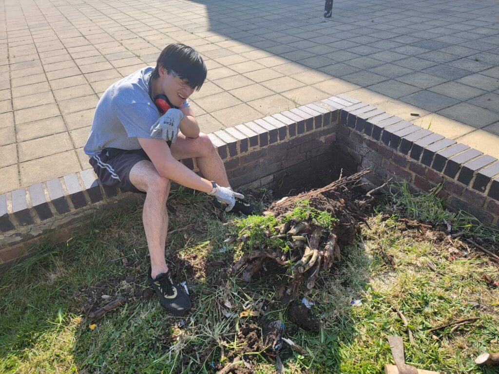 Man pointing at freshly dug-up rose bush roots and stump after hours of backbreaking gardening work.