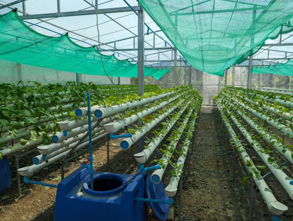 Aquaponics greenhouse for year-round agriculture produce